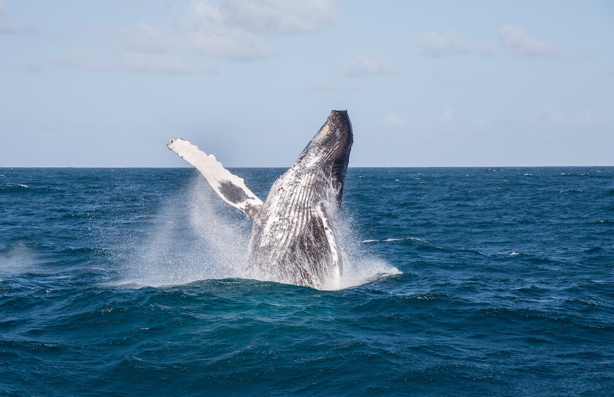 Avistamiento de Ballenas en República Dominicana