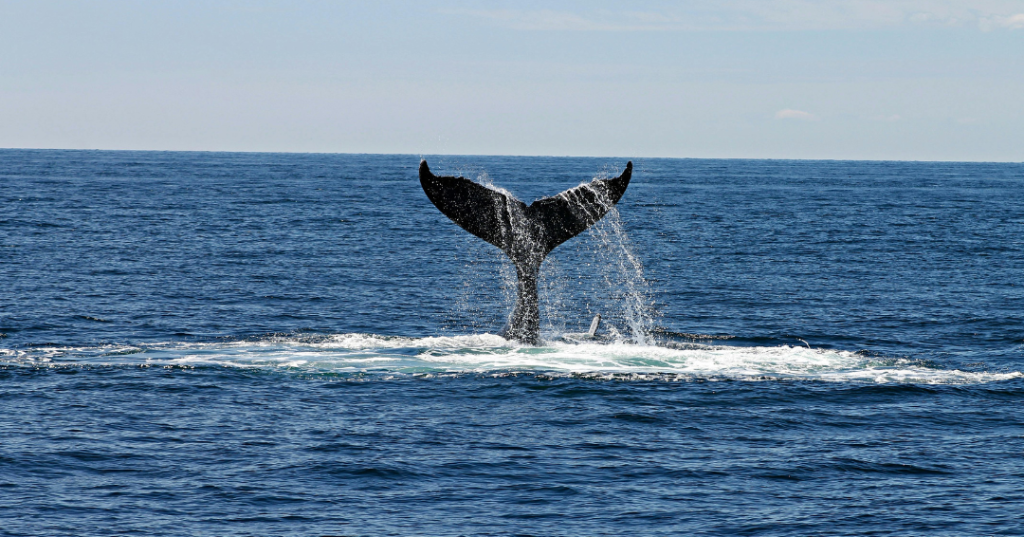 Ballenas República Dominicana
