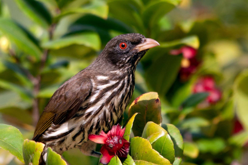 Palmchat (Dulus dominicus), one of the endemic birds of the Dominican Republic. Enjoy birdwatching in the Dominican Republic