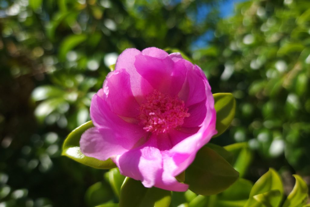The Bayahibe Flower